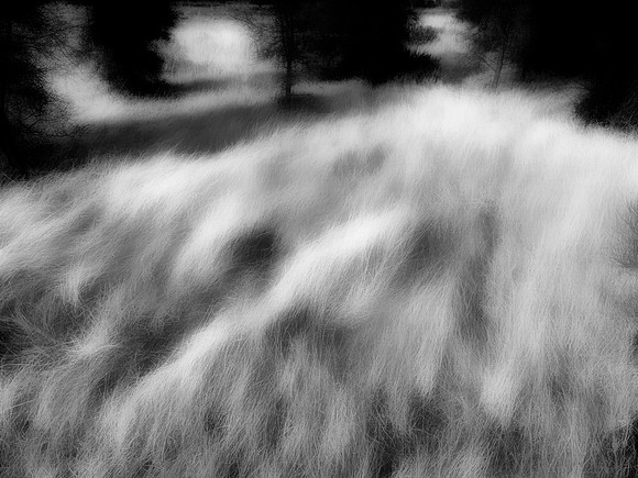 16 The Secret Life of Grass