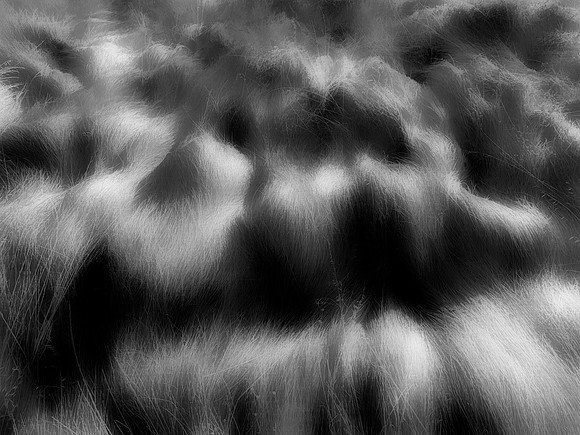 21 The Secret Life of Grass