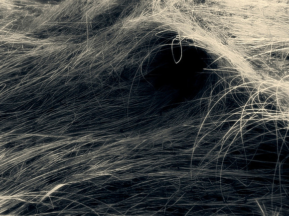 8 The Secret Life of Grass