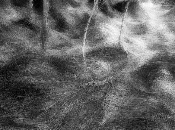 14 The Secret Life of Grass