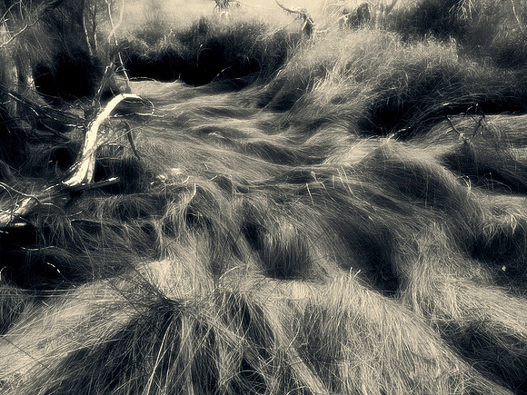 6 The Secret Life of Grass