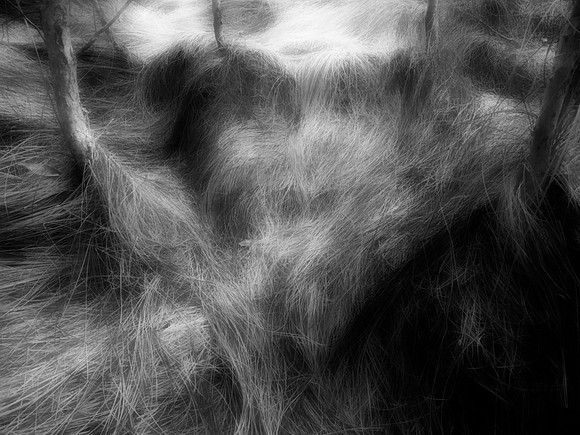 15 The Secret Life of Grass