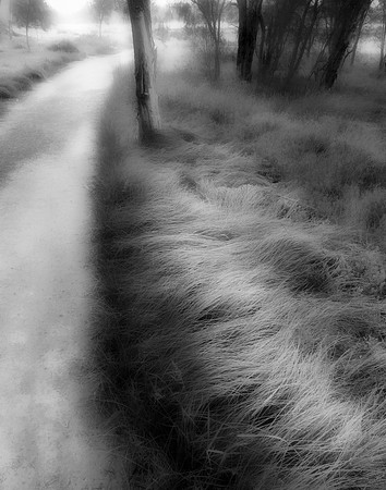 26 The Secret Life of Grass