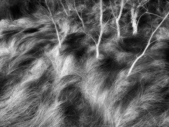 1 The Secret Life of Grass